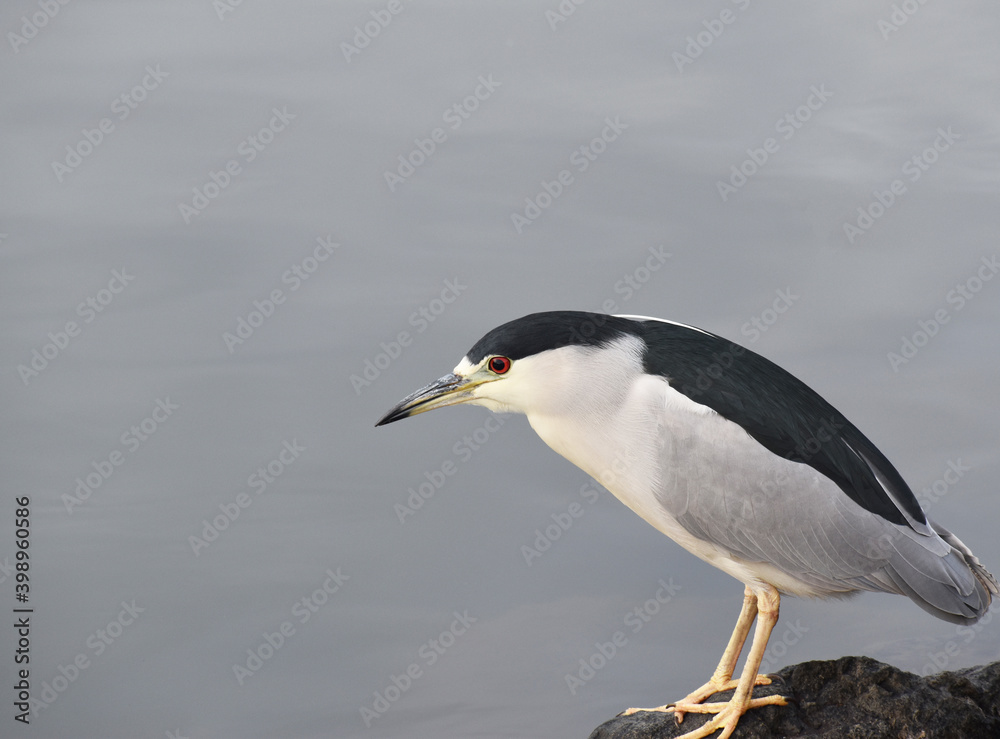 Black Crowned Night Heron Hunting For Fish High Quality Black Crowned Night Heron Hunting For Fish High Quality