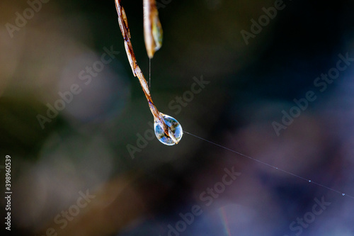 Nationaal Park De Loonse en Drunense Duinen, macro photography of waterdrops haning on a needle of a pine tree. photo