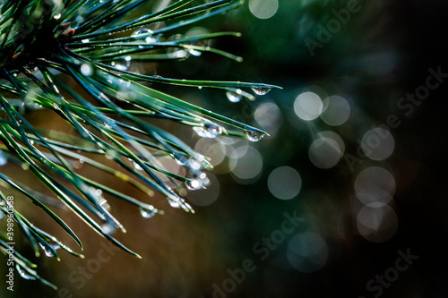 Nationaal Park De Loonse en Drunense Duinen, macro photography of waterdrops haning on a needle of a pine tree. photo