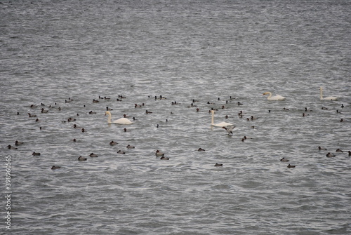 Schwäne und Enten