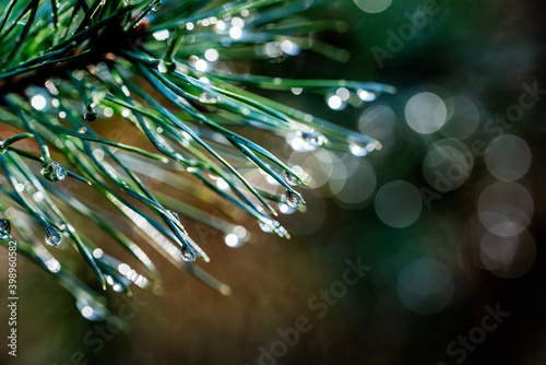 Nationaal Park De Loonse en Drunense Duinen, macro photography of waterdrops haning on a needle of a pine tree. photo