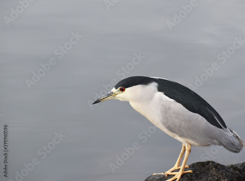 Black Crowned Night Heron Hunting For Fish High Quality 