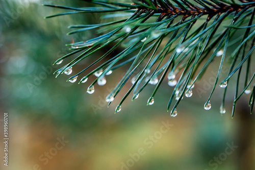 Nationaal Park De Loonse en Drunense Duinen, macro photography of waterdrops haning on a needle of a pine tree.