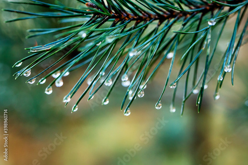 Nationaal Park De Loonse en Drunense Duinen, macro photography of waterdrops haning on a needle of a pine tree. photo