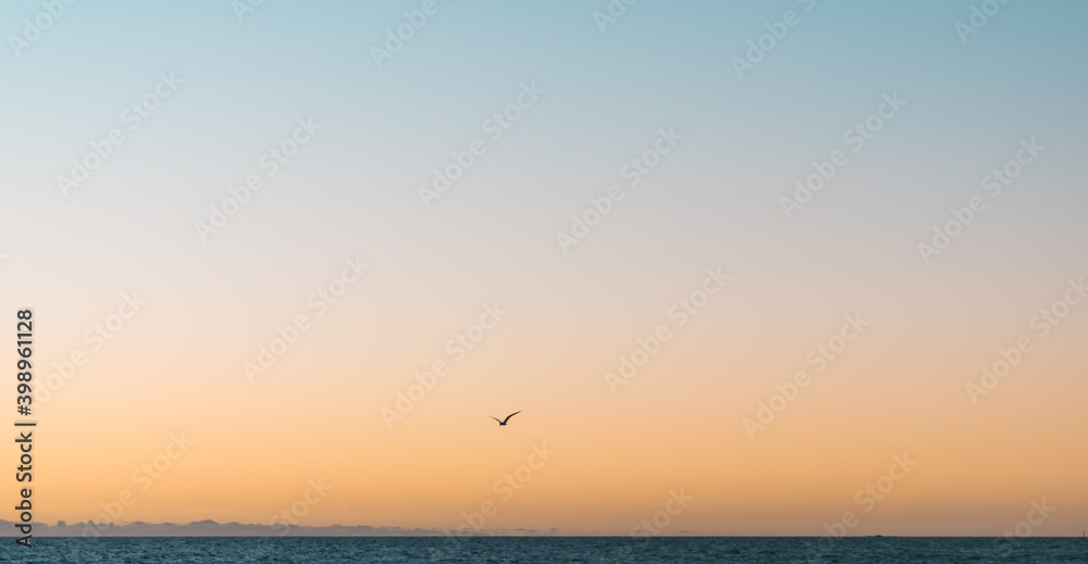 Beautiful sunset sky with single bird silhouette and no clouds. orange and teal sunset sky.