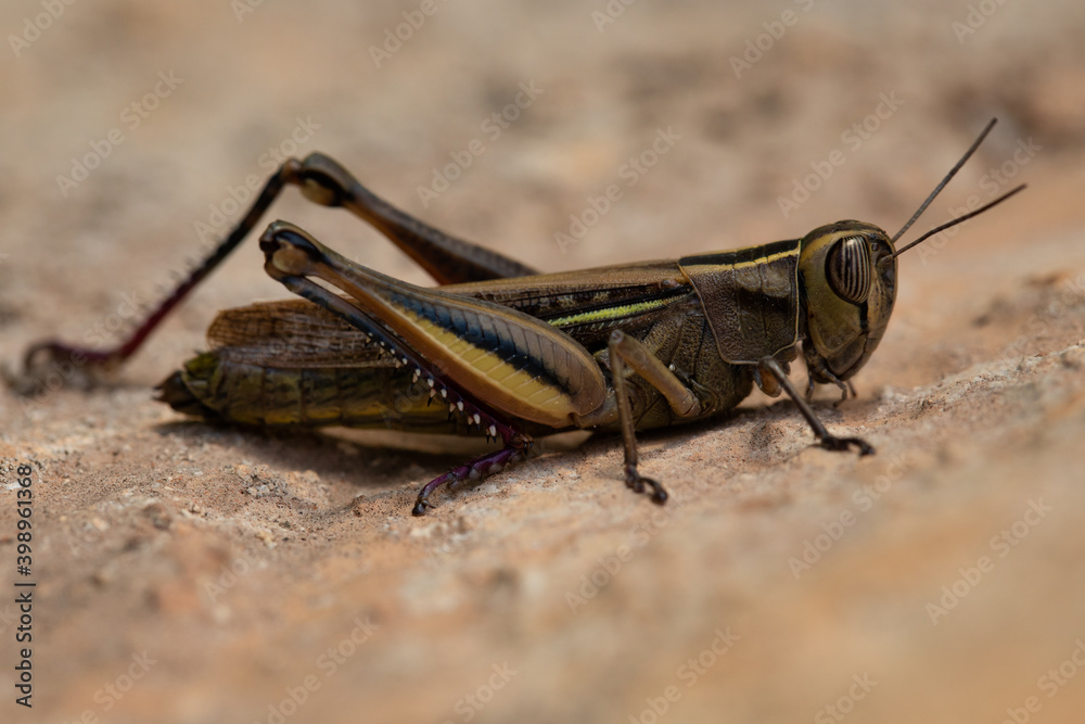 white banded grasshopper close up. grasshopper, species of grasshopper sitting on a stone wall. Macro view in wildlife white banded grasshopper close up. grasshopper, species of grasshopper sitting on a stone wall. Macro view in wildlife