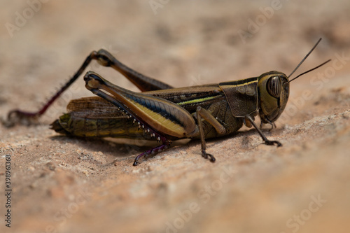 white banded grasshopper close up. grasshopper, species of grasshopper sitting on a stone wall. Macro view in wildlife