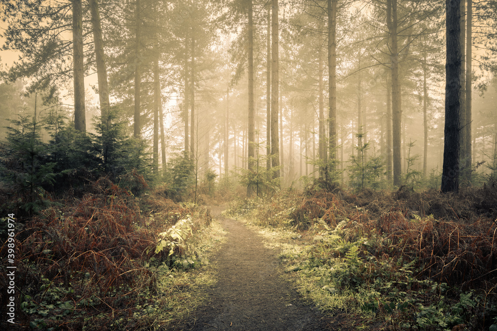Fototapeta premium Woodland Path in Wheldrake Wood
