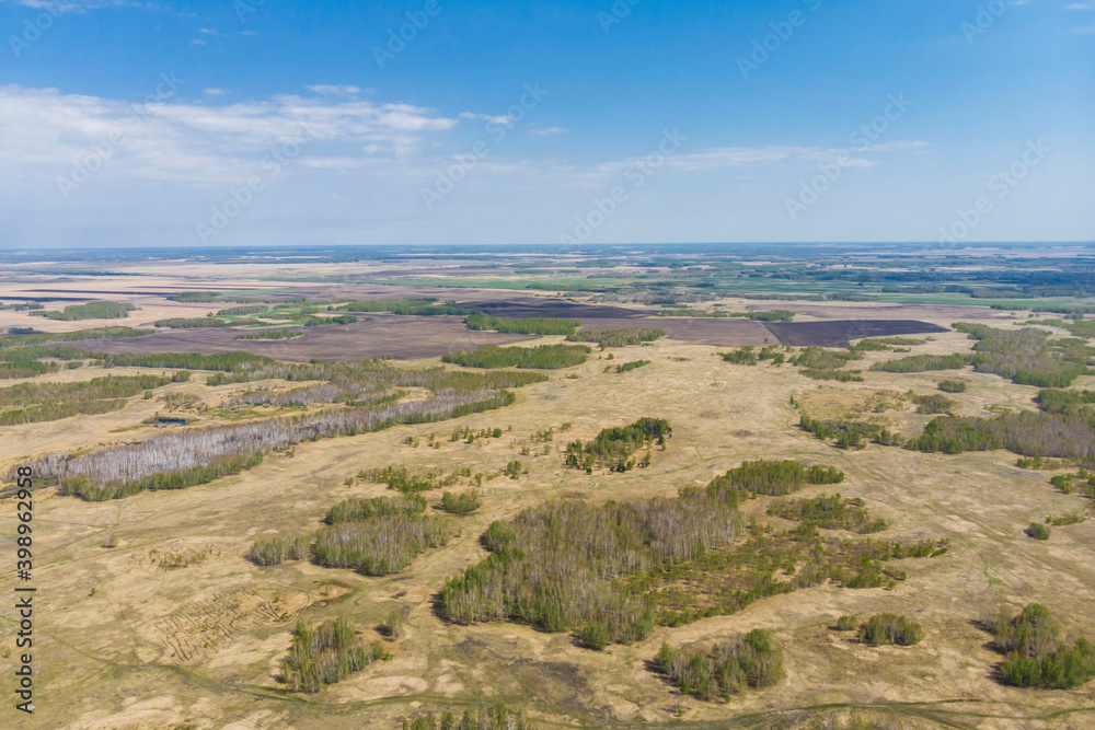 Birch grove and dense forests surround green meadows covering hills and fields under blue sky in summer, aerial view. Panorama of young forest from drone