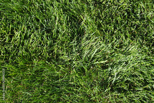 Canvas-taulu Kentucky Bluegrass Lawn Grass Digital Landscape Photography