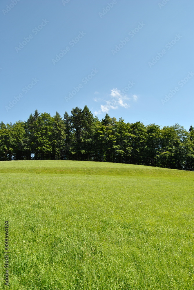 Obraz premium Sommerwiese