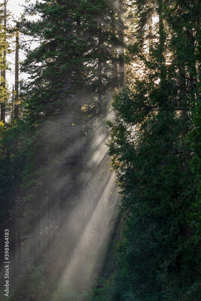 Fototapeta premium light in the forest