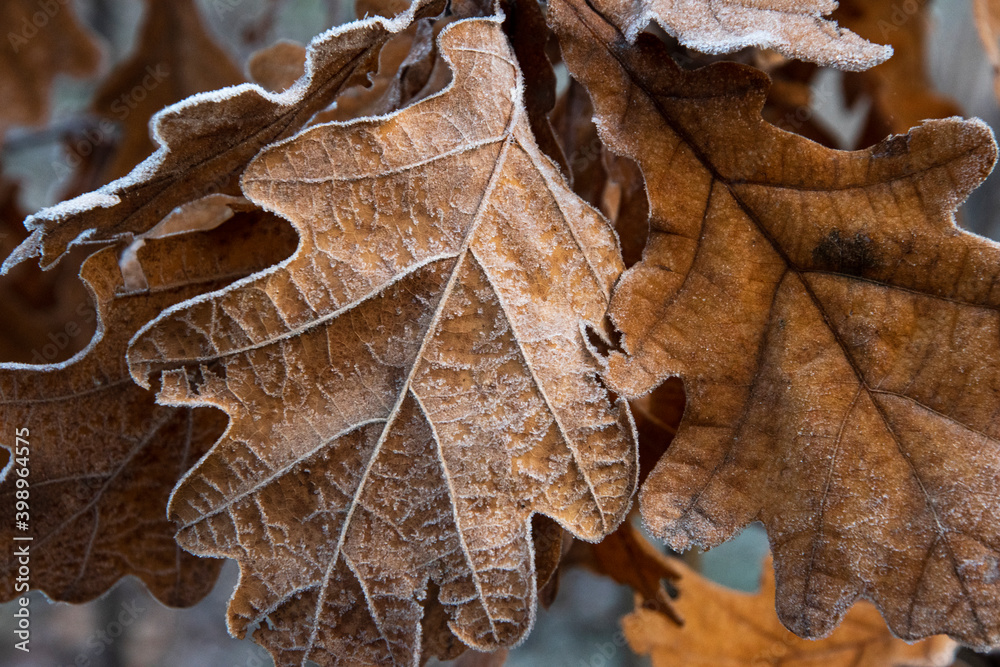 Fototapeta premium Frozen Oak leaf at the bokeh morning background
