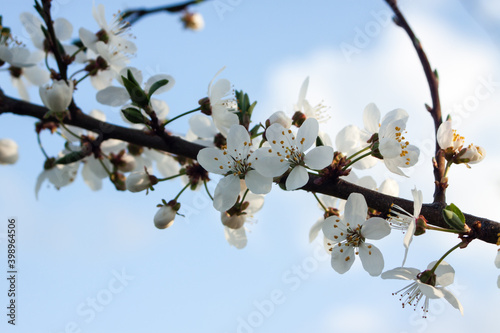 Białe kwiatki na gałązce drzewa owocowego na tle błękitnego nieba.