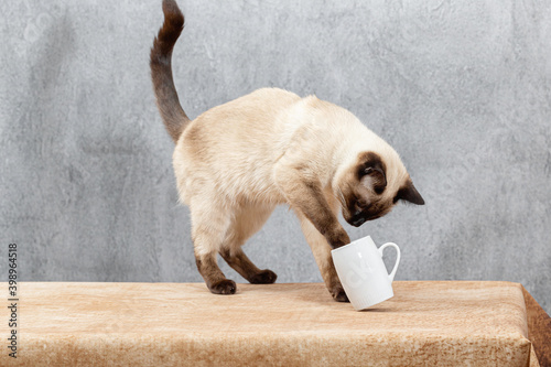 A Thai cat has climbed up on the table and is playing with a white mug