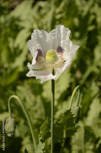 Detail of flowering opium poppy papaver somniferum, white colored poppy flower. photo