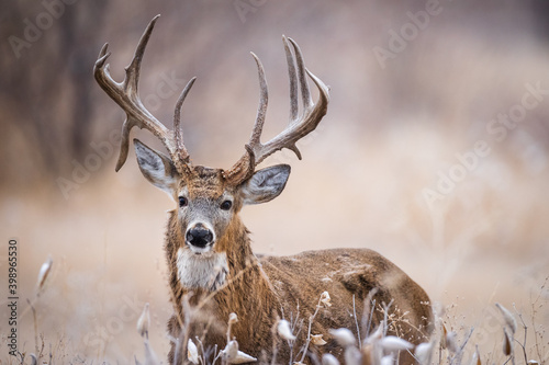 Atypical Buck