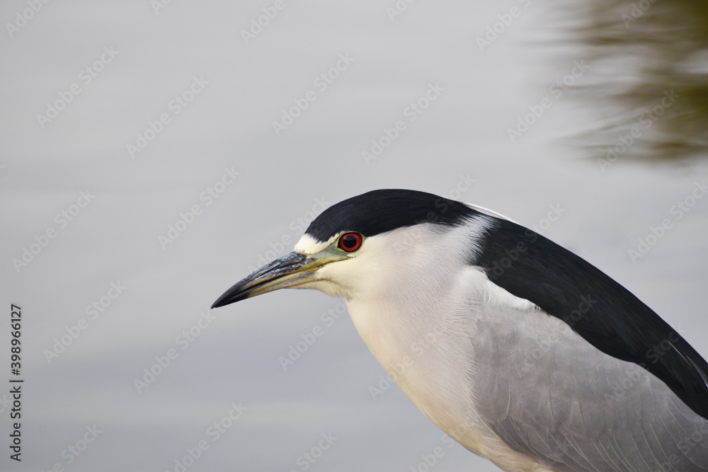 Beautiful Black Crowned Night Heron Hunting For Fish During Early Morning High Quality Beautiful Black Crowned Night Heron Hunting For Fish During Early Morning High Quality