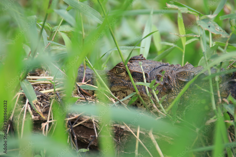 brown caiman viewed behind blurred green grass in Tortuguero National Park Costa Rica brown caiman viewed behind blurred green grass in Tortuguero National Park Costa Rica