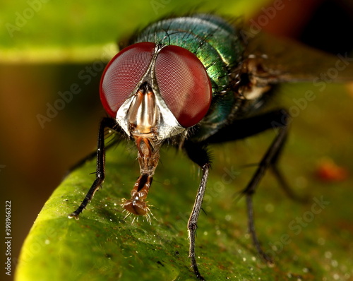 Macro photo of Green bottle fly.