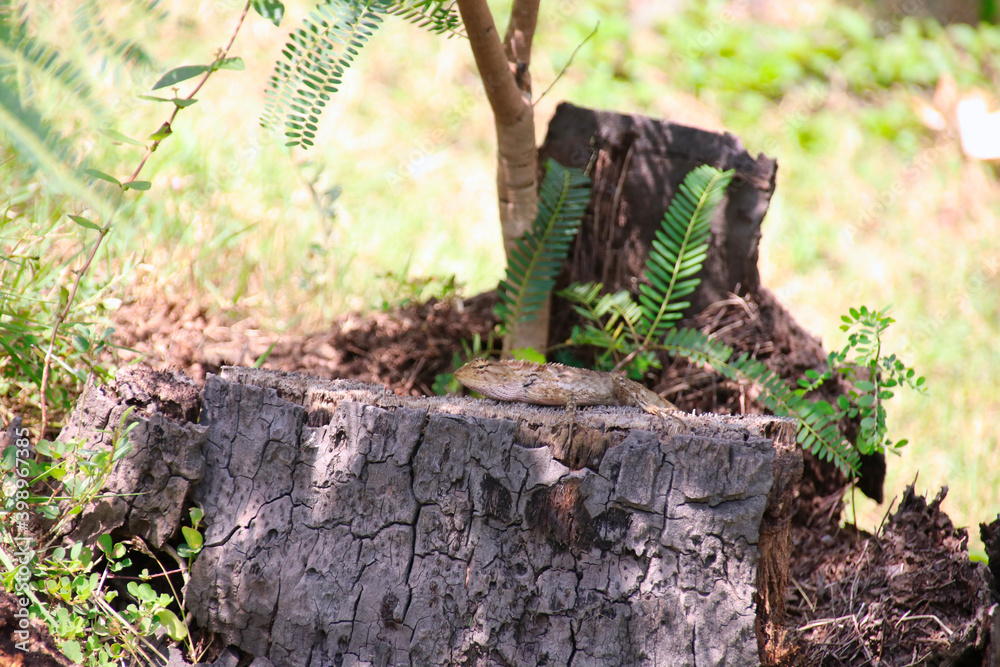 Fototapeta premium crested lizard on a tree rump