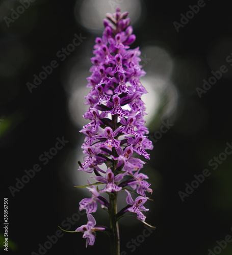 Orchid in The Hortekollen forest in Norway