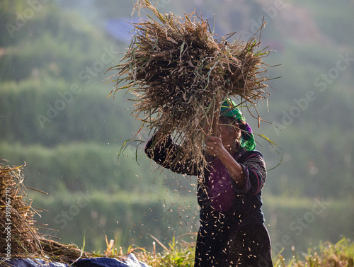 фотографія traditional  manual rice threshing on the rice fields of Vietnam