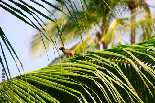 Mynas  Acridotheres tristis  are native birds of Thailand. Perched on a palm tree