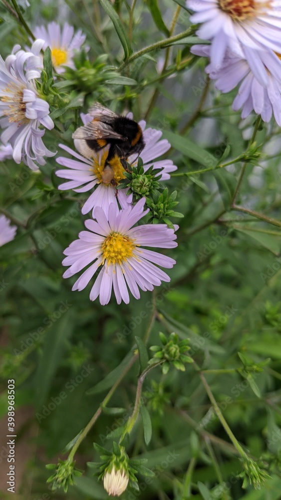 bee on a flower