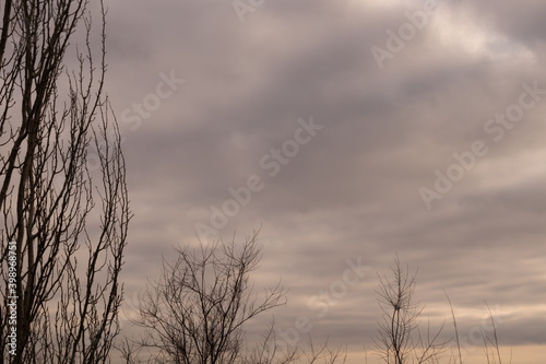 Branches of winter trees on a background of gray rainy sky