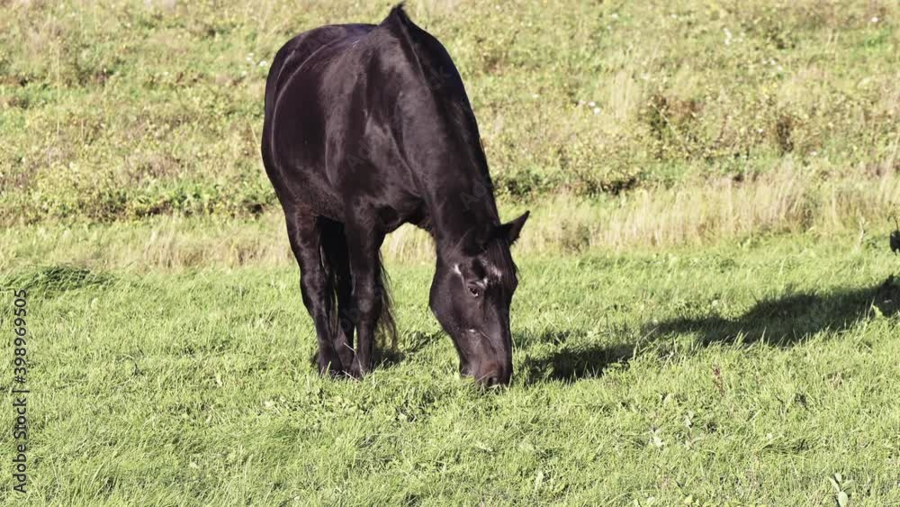 A black horse grazes in an autumn pasture bathed in warm sun. The horse is eating grass. A black horse grazes in an autumn pasture bathed in warm sun. The horse is eating grass.