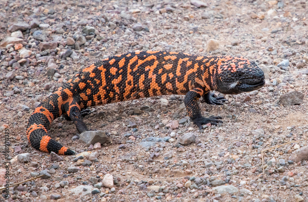 Bright Orange and Black Gila Monster Venomous Lizard Bright Orange and Black Gila Monster Venomous Lizard