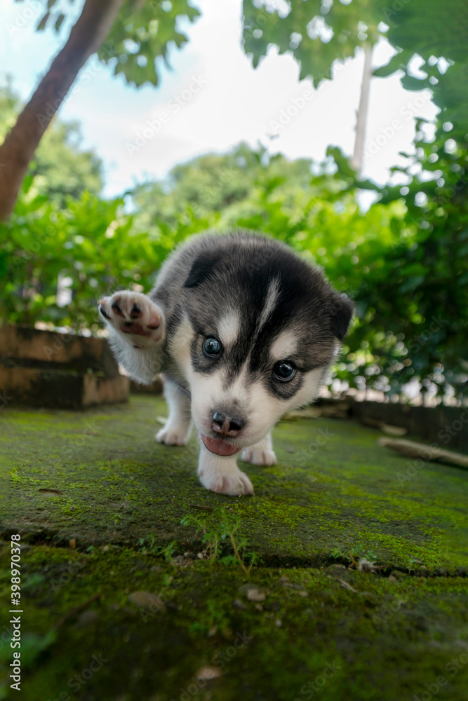 Fototapeta premium Cachorro lobo siberiano caminando
