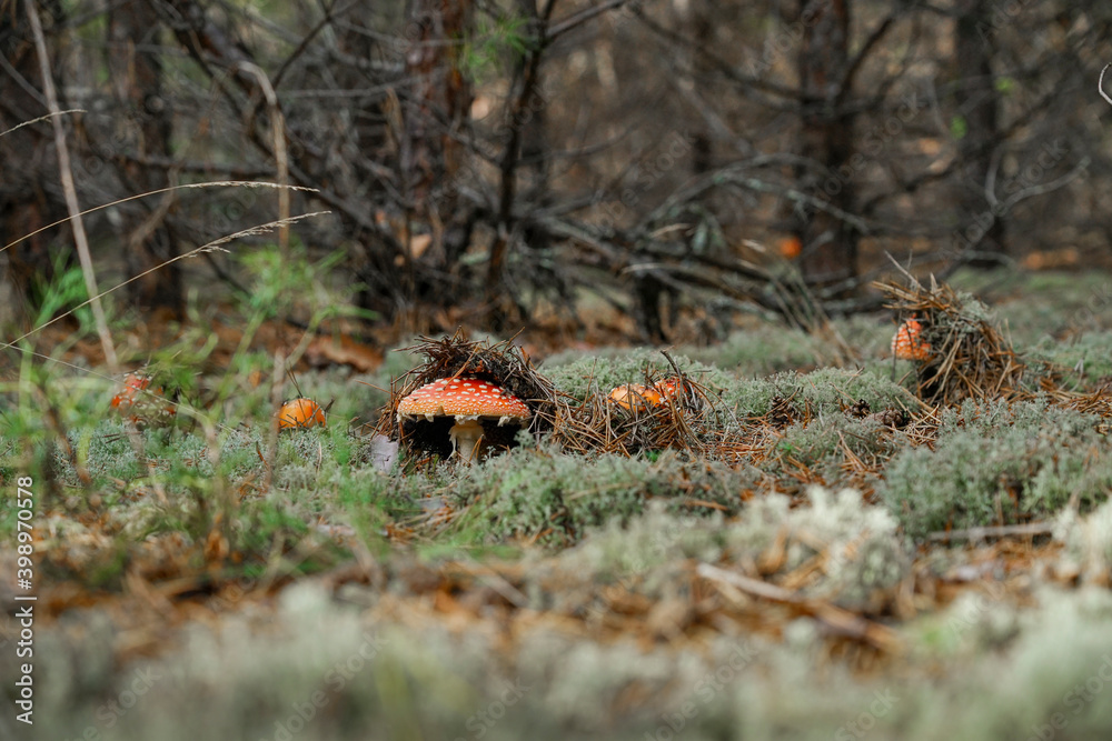 Amanita muscaria grows in a clearing in the forest. Amanita muscaria grows in a clearing in the forest.