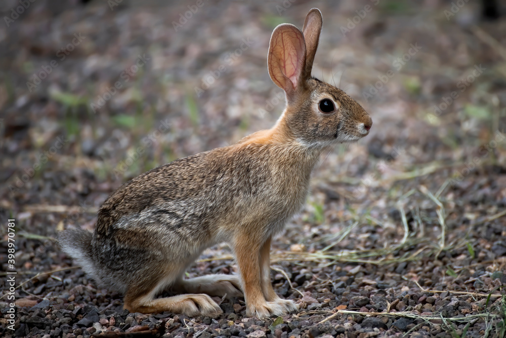 Antelope Jackrabbit Close Up Profile with Big Eyes and Ears Antelope Jackrabbit Close Up Profile with Big Eyes and Ears