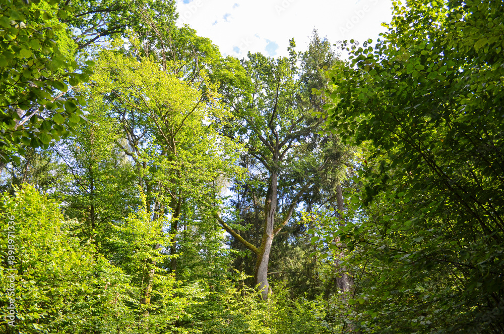 Dramatic shot of beautiful forest with lush vegetation. Environment concept. Dramatic shot of beautiful forest with lush vegetation. Environment concept.