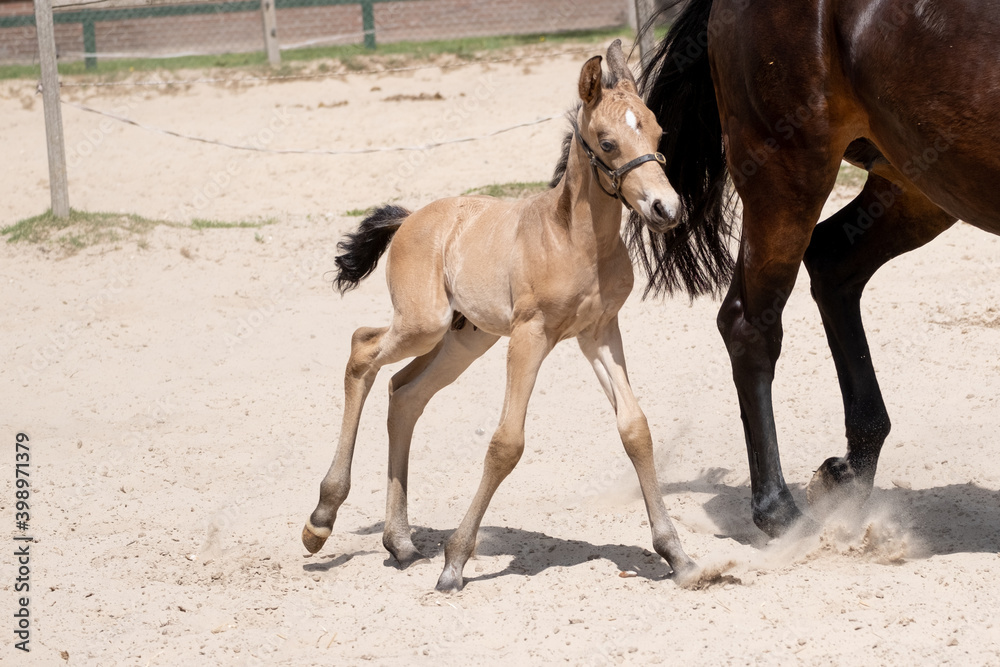 Stallion foal galloped with his mother in the sand. A natural green background Stallion foal galloped with his mother in the sand. A natural green background