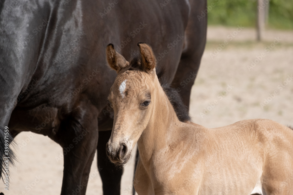 Head of a newborn yellow foal, stands with its brown mother. Against the mare's belly Head of a newborn yellow foal, stands with its brown mother. Against the mare's belly