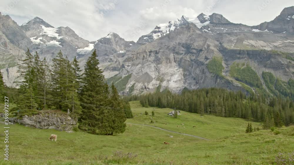 Time lapse cows grazing on alpine meadow. Cows on a field in Swiss Alps. Kandertal, Kandersteg. Bernese Oberland. Canton Bern. Switzerland. Time lapse cows grazing on alpine meadow. Cows on a field in Swiss Alps. Kandertal, Kandersteg. Bernese Oberland. Canton Bern. Switzerland.