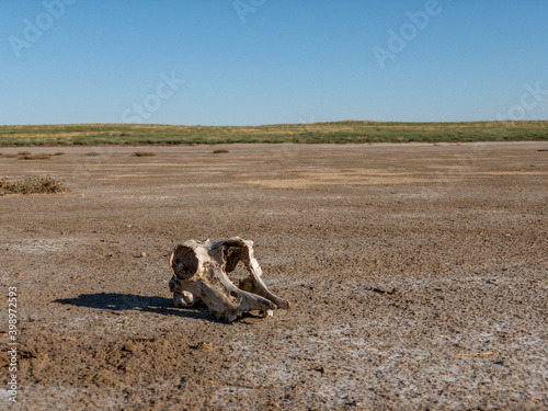 Saiga skull in the middle of a dry lake. Dead saiga on a salt marsh. Chyornye Zemli  Black Lands  Nature Reserve  Kalmykia region  Russia.