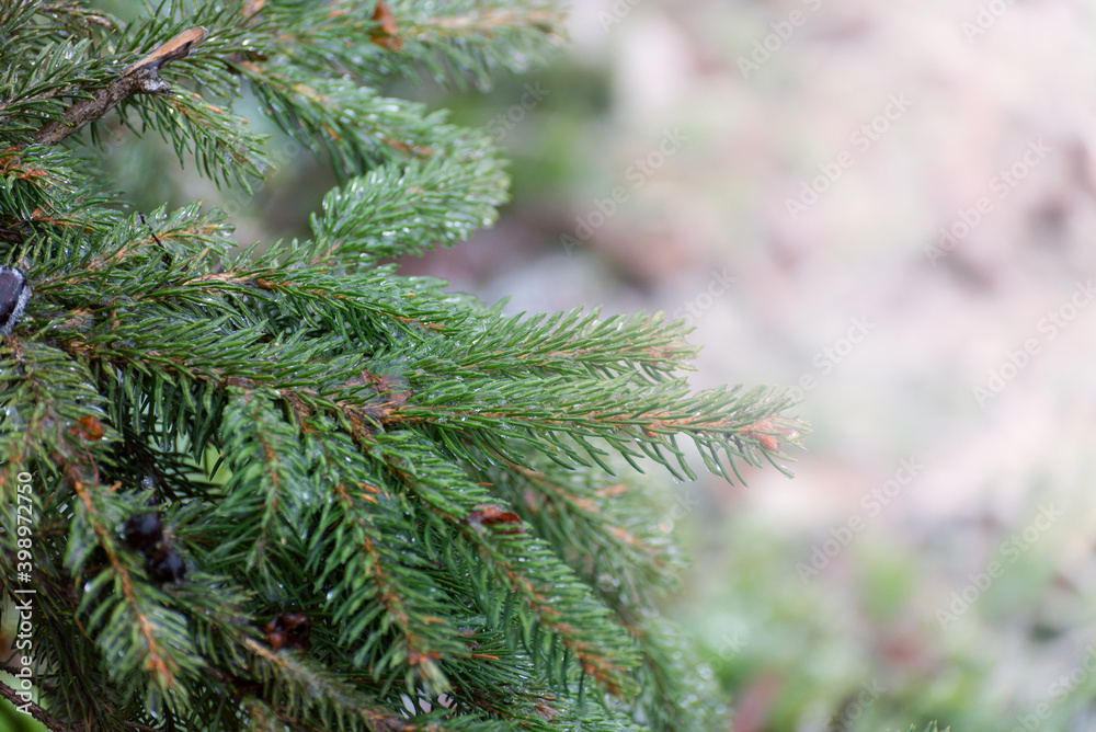 Christmas, winter background with frosty thuja tree. Macro shot Christmas, winter background with frosty thuja tree. Macro shot