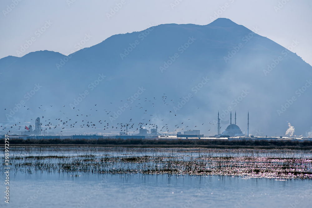 Migratory birds take a break near cities. Electrical wires and air and water pollution in cities harm bird species