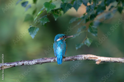Beautiful blue Kingfisher bird, male Common Kingfisher, sitting on a branch, back profile. Nature green background © Dasya - Dasya