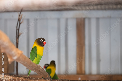 Masked Lovebird in front of a out of focus lovebird. Two animals in yellow, green, red and black