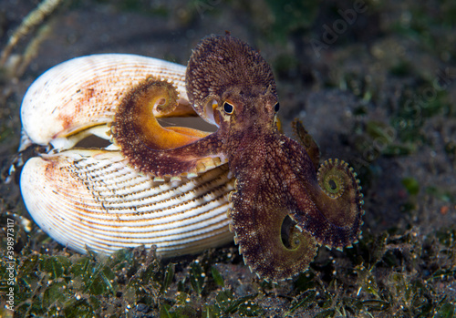 Canvas Print Coconut Octopus - Amphioctopus marginatus making its house from a shell in the night