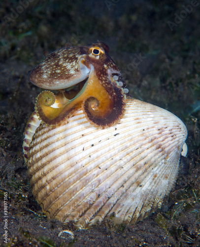 Coconut Octopus - Amphioctopus marginatus making its house from a shell in the night. Macro underwater world of Tulamben, Bali, Indonesia. photo