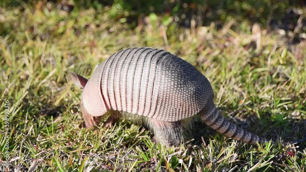close up of armadillo in golden light close up of armadillo in golden light