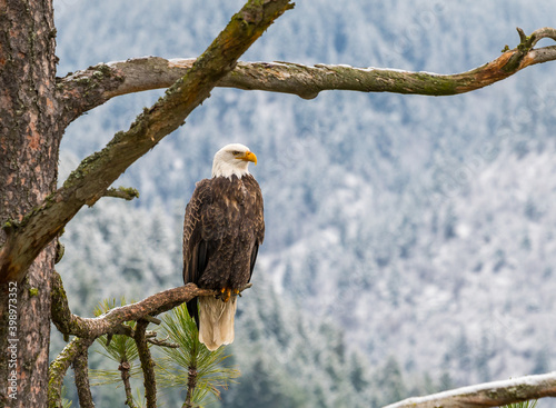 Bald Eagle sitting in a tree in Idaho