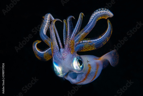 Bigfin Reef Squid - Sepioteuthis lessoniana in the night. Underwater world of Tulamben, Bali, Indonesia. photo