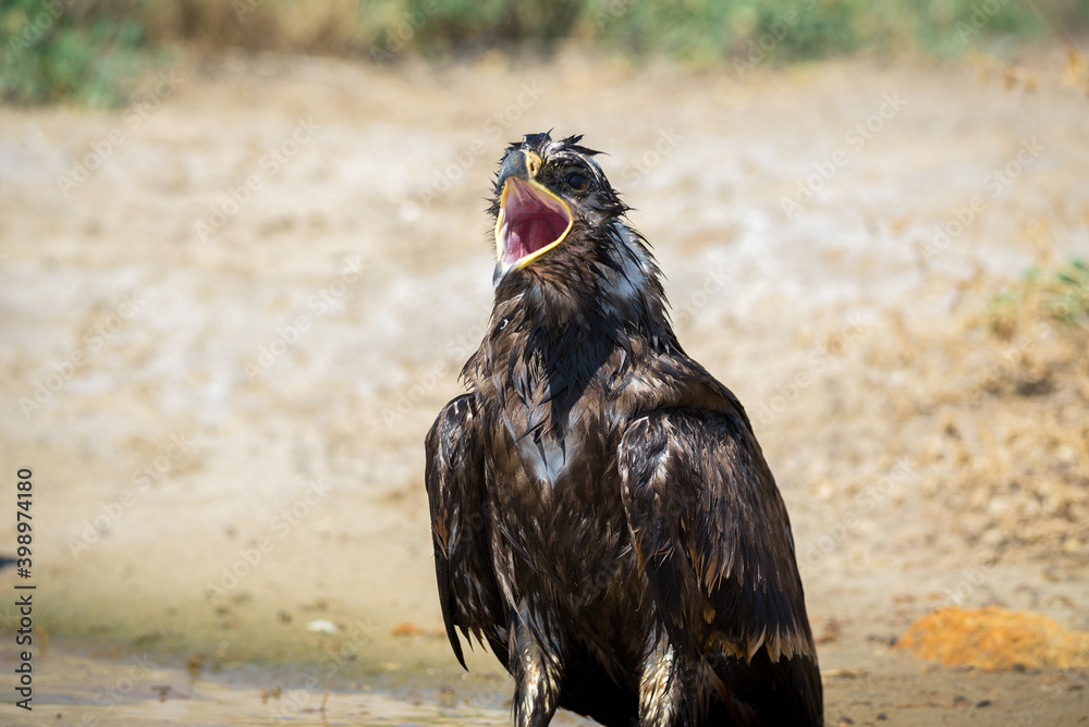 Fototapeta premium Steppe eagle / Aquila nipalensis. Chyornye Zemli (Black Lands) Nature Reserve, Kalmykia region, Russia.